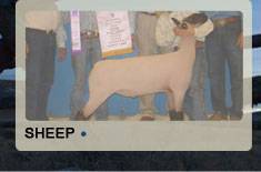 Sale sheep